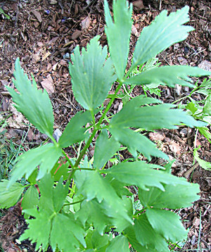 Garden Medicinals and Culinaries