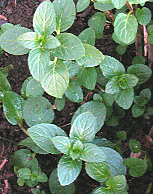 Garden Medicinals and Culinaries