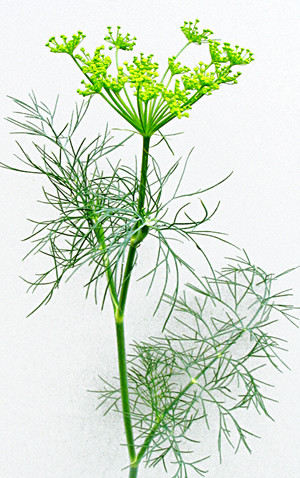 Garden Medicinals and Culinaries