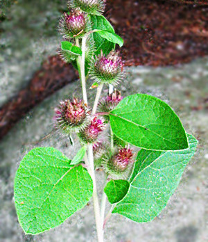Garden Medicinals and Culinaries