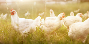 Cowichan Valley Farms ltd