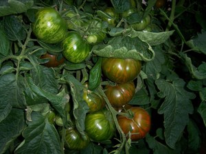 Wild Boar Farms