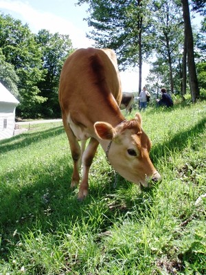 Pease Brook Farms