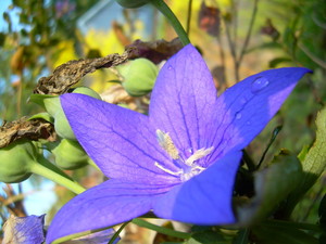 Debbie's Garden