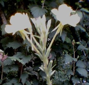 Debbie's Garden