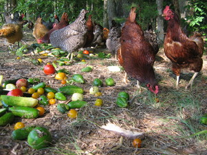Granite Springs Farm