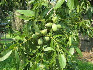 FM Guess Pecan Co