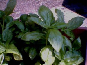Debbie's Garden