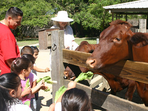 Tilden Little Farm