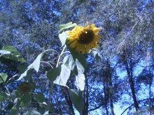 M's  Organic Sustainable Farm