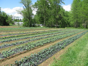 Jake's Farm