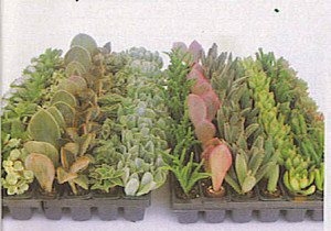 Destiny Farm