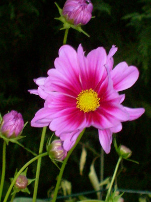 Debbie's Garden