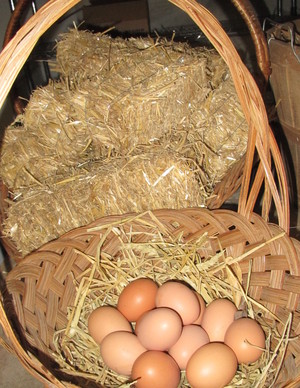Danjo Farms