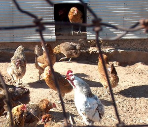 Caprock Farms