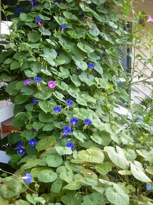 Debbie's Garden