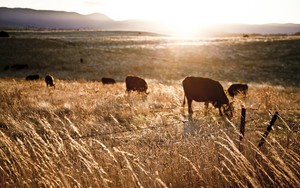 Mountain Lake Cattle Co. LLC