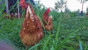 High Meadow Farm