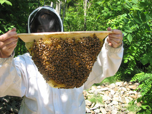 Gold Star Honeybees