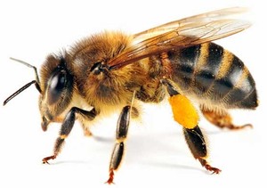 eBeeHoney.com