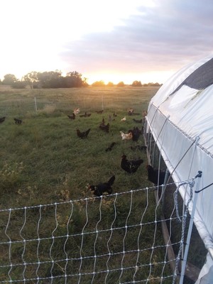 Golden Prairie Farm