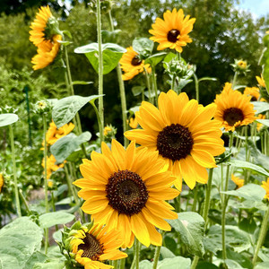 Clear Creek garden & field