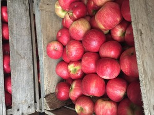 Old Homestead Orchard