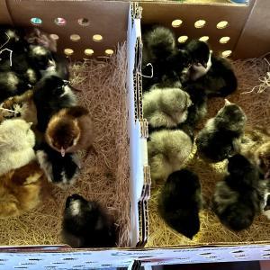 Whispering Pines Poultry