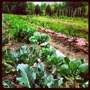 The Maiden Farmer