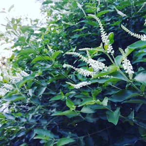 HomeGrown Greens