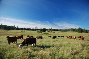 Family Friendly Farms