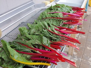Quest Farm Produce