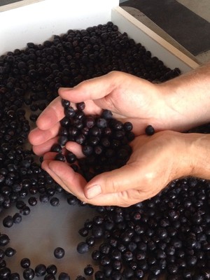 Cross Farms Saskatoons