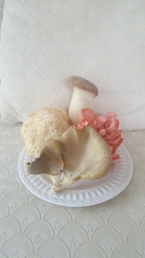 Martha's Vineyard Mushrooms, Eggs, & Fiber