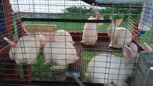 The Bass Farm