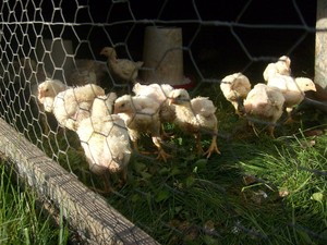 Havens Hill Farm