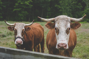 Ox Hollow Farm