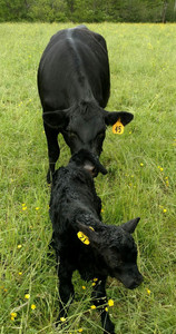 Mascho Homestead Farms