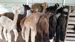 Serenity Acres Farm