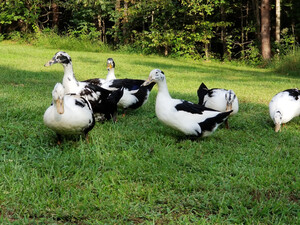 Ginter Family Farm, LLC