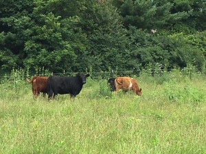 The Goodlife Farm