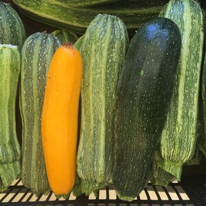 Aspen Moon Farm LLC