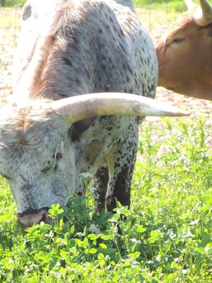 CF Ranch and Cattle Company