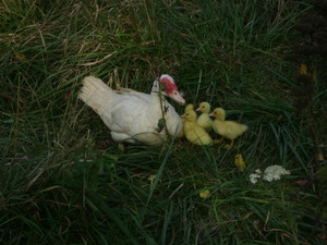 Wandering Bird Farm