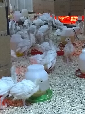 Bluebird Dream Farm