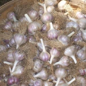 Cornerstone  Garlic Farm