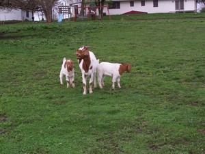Thorn Acres