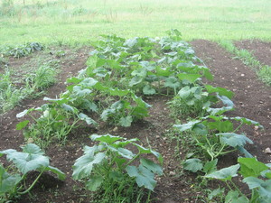 Justin's Pumpkin Farm