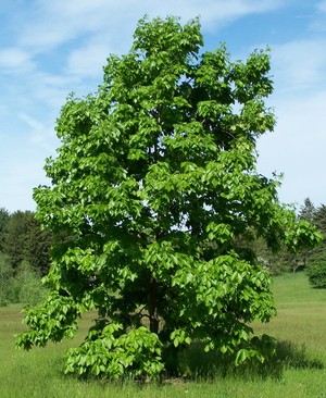 Red Rosa Farm