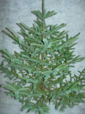 NorthlandSent Wreath Company
